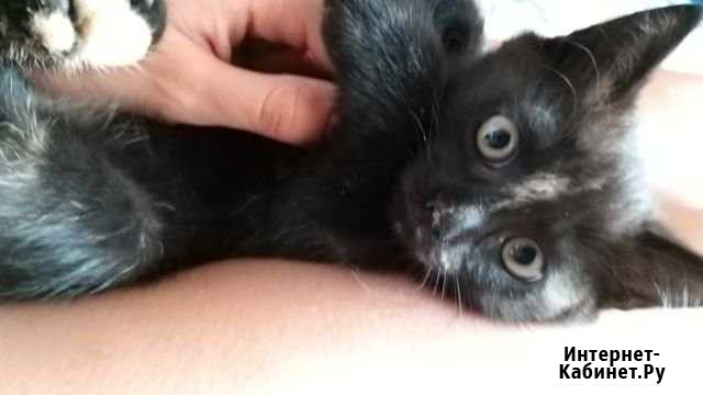 Котята в добрые руки Каменск-Шахтинский - изображение 1