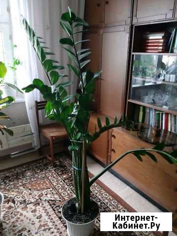 Замиокулькас Нижнекамск - изображение 1