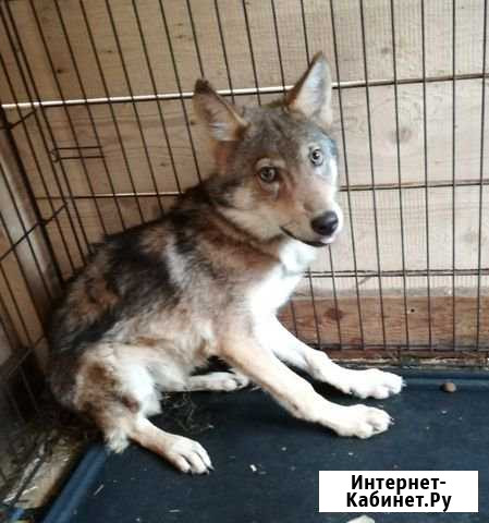 Волчонок Петропавловск-Камчатский - изображение 1