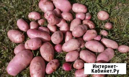 Оренбургский картофель Северное - изображение 1