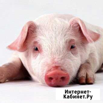 Продам поросят 2х месячных Вихоревка - изображение 1
