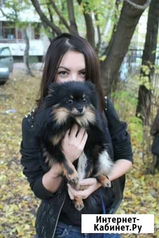 Ищем невесту для немецкого шпица Екатеринбург - изображение 1