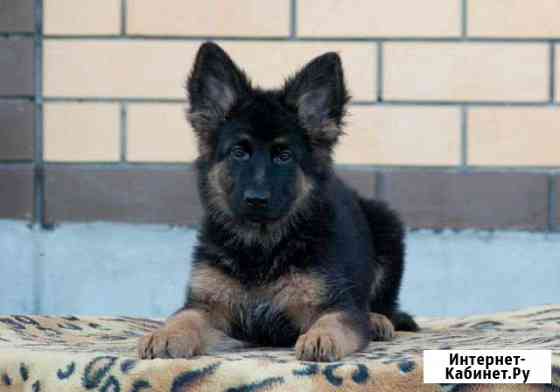 Немецкая овчарка Курск