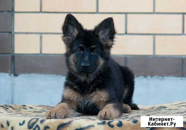 Немецкая овчарка Курск - изображение 1