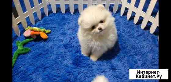 Шпиц померанский Хабаровск