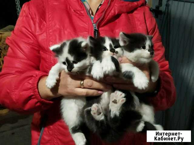 Котята Старый Оскол - изображение 1