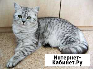 Продам котят Ухта - изображение 1