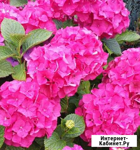 Гортензия Кинг Георг Лысково - изображение 1