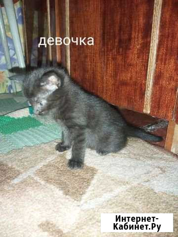 Кошечка Петрозаводск - изображение 1