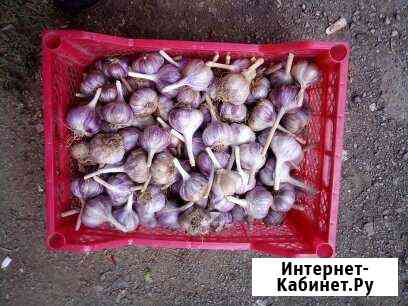 Чеснок Кувандык
