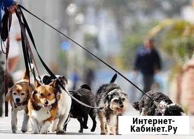 Услуги выгула домашних питомцев Калуга - изображение 1