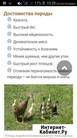Утки индийский бегунок Иваново - изображение 1