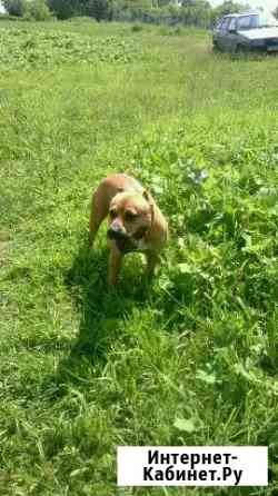 Сттаффорщиртерьер вязка Ульяновск