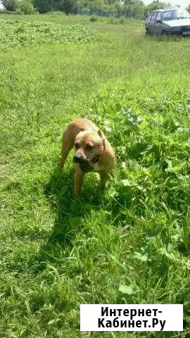 Сттаффорщиртерьер вязка Ульяновск - изображение 1