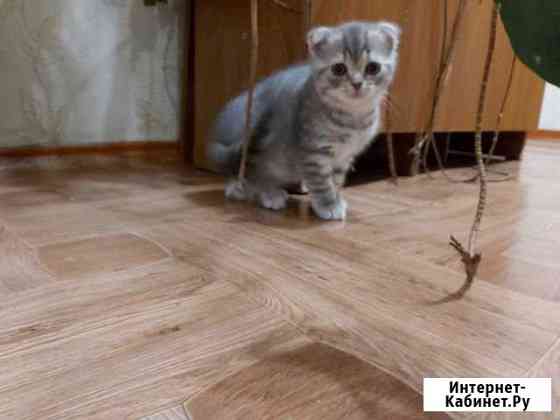 Шотландская вислоухая кошечка Клинцы