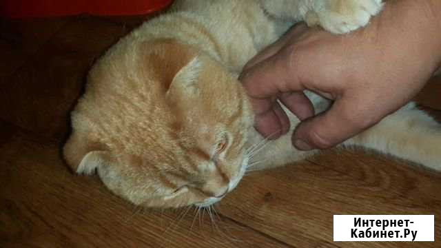 Отдам в дар котика Кстово - изображение 1