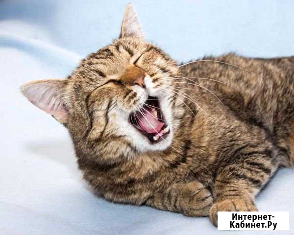 Кот в добрые руки Жуковский - изображение 1