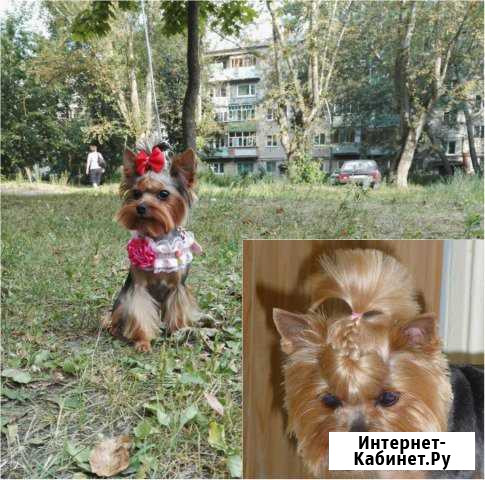 Стрижка собак-груминг Ковров - изображение 1