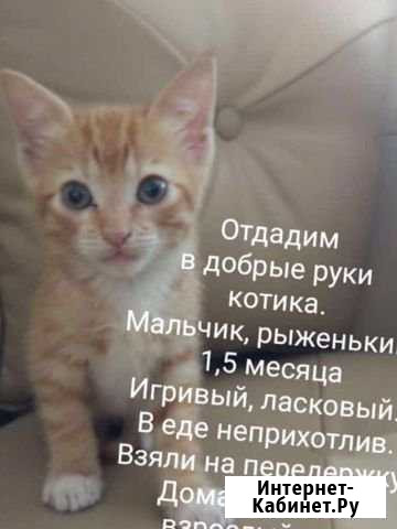 Отдам котёнка Петропавловск-Камчатский - изображение 1