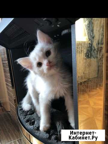 Котята в добрые руки Лиски - изображение 1
