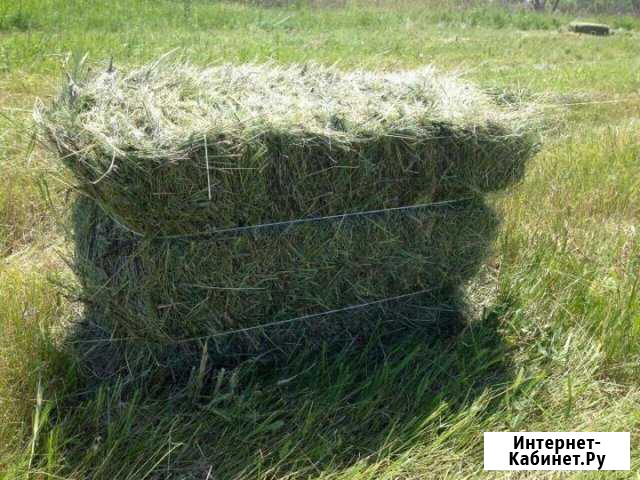 Сено луговое Большой Лог - изображение 1