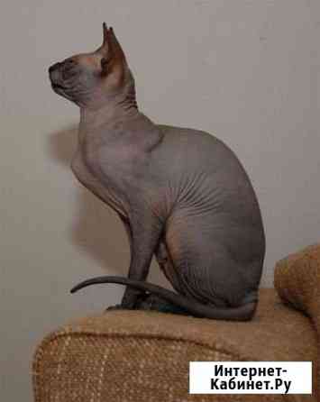 Канадский Сфинкс Самара