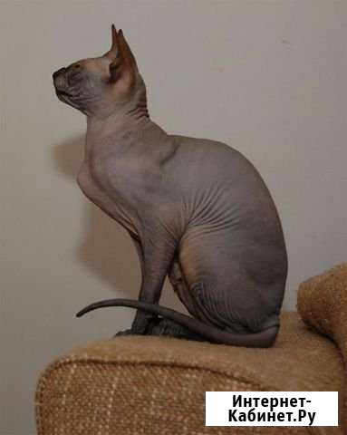 Канадский Сфинкс Самара - изображение 1