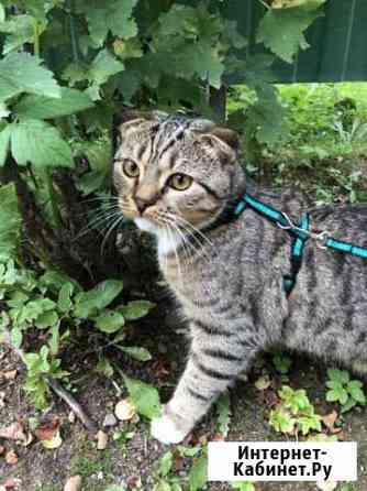 Шотландский кот Всеволожск