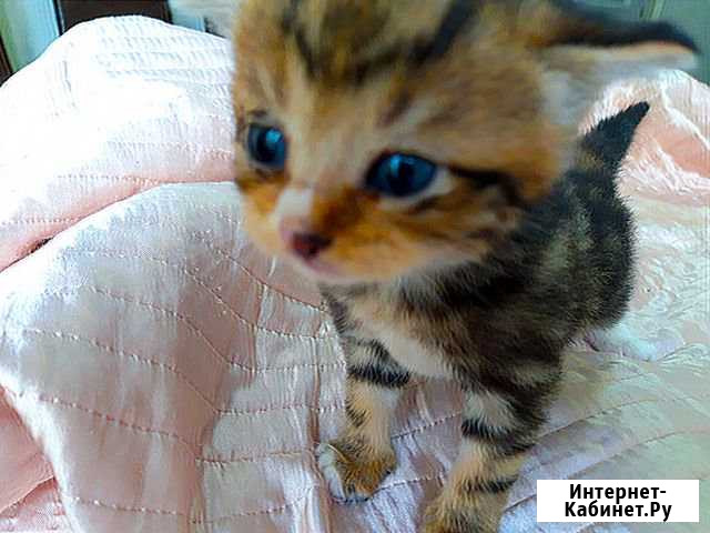 Котята Британки Раменское - изображение 1