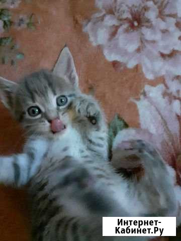 Котята Серпухов - изображение 1