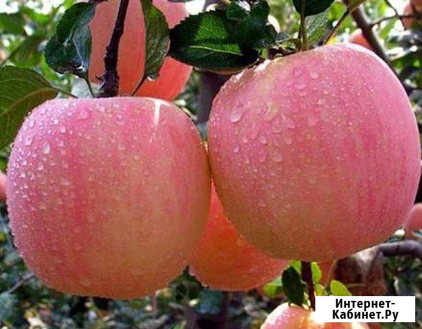 Яблоня Саженцы Джанкой - изображение 1
