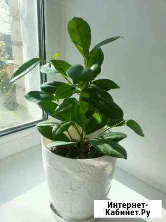 Цветы Кострома