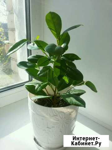 Цветы Кострома - изображение 1