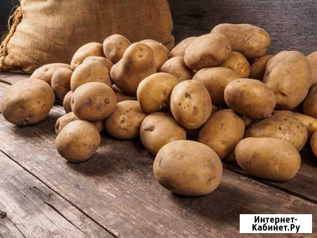 Продам желтую картошку крупную Николаевка - изображение 1