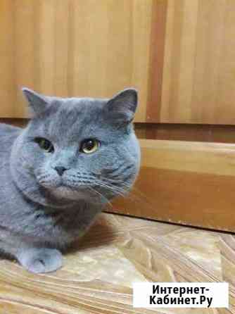 Шикарный голубой прямоухий кот Ногинск
