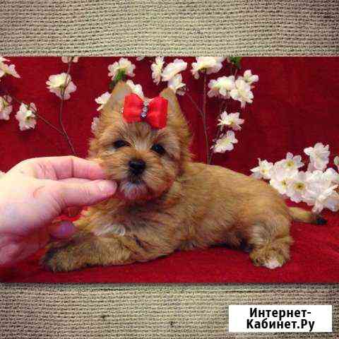 Болонка девочка Москва