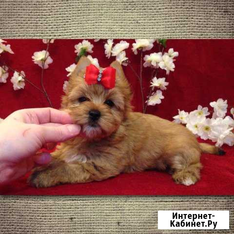 Болонка девочка Москва - изображение 1