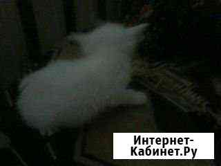 Котята шотландские 1 месяц Камышин