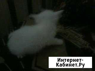Котята шотландские 1 месяц Камышин - изображение 1