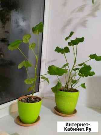 Пеларгония в глиняных горшках Казань