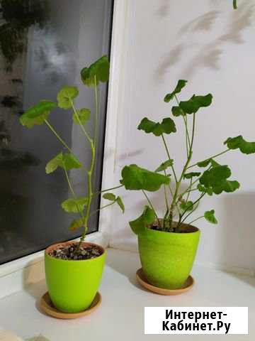 Пеларгония в глиняных горшках Казань - изображение 1