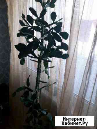 Кактус деревовидный Краснодар