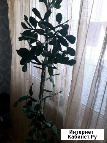 Кактус деревовидный Краснодар - изображение 1