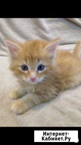 Рыжий пух Волжский Волгоградской области - изображение 1