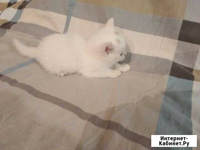 Котята Сухой Лог - изображение 1