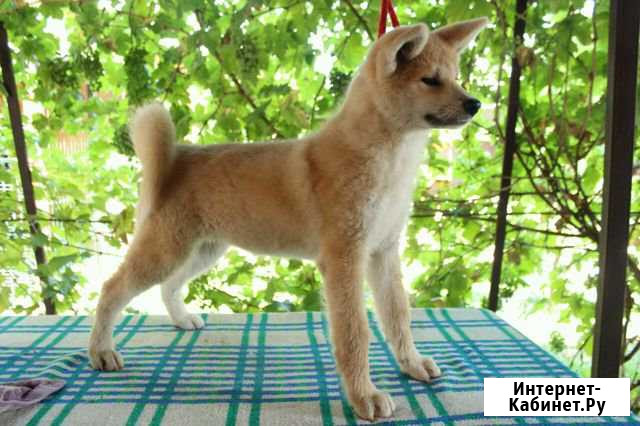 Малыши я понской акита ину Воронеж - изображение 1