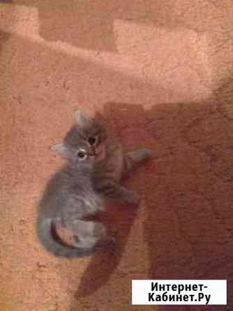 Котята Камышин