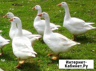 Продаю гусей Ростов-на-Дону - изображение 1