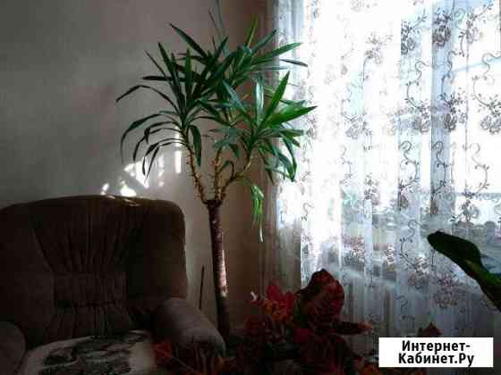 Пальма юкка Хасавюрт