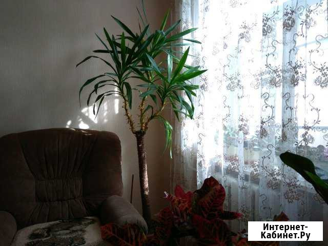 Пальма юкка Хасавюрт - изображение 1